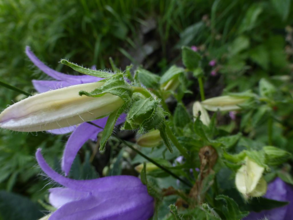 Campanula trachelium / Campanula selvatica