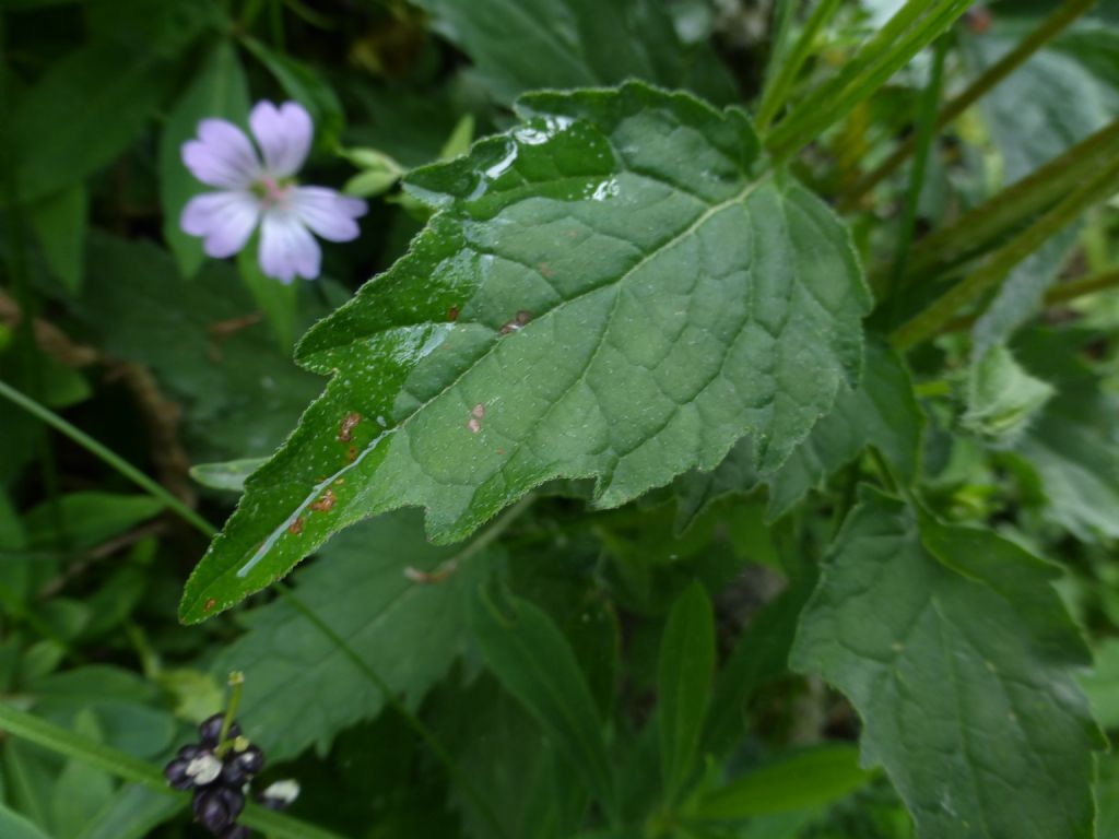Campanula trachelium / Campanula selvatica