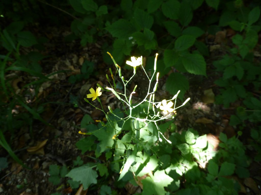 Mycelis muralis (=Lactuca muralis)