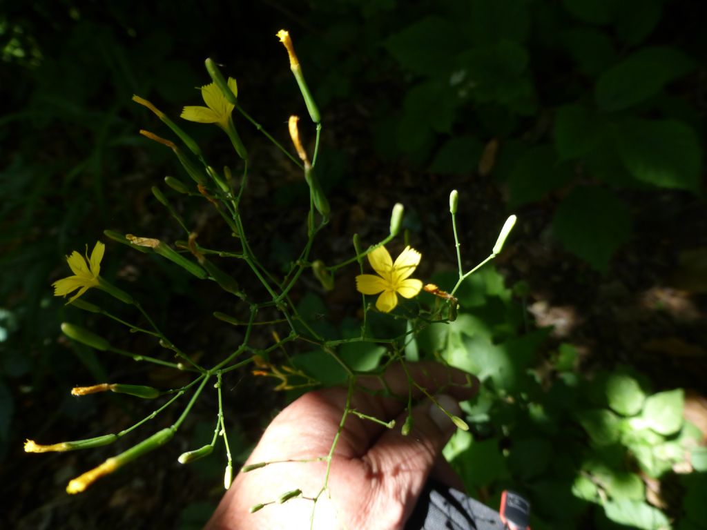 Mycelis muralis (=Lactuca muralis)