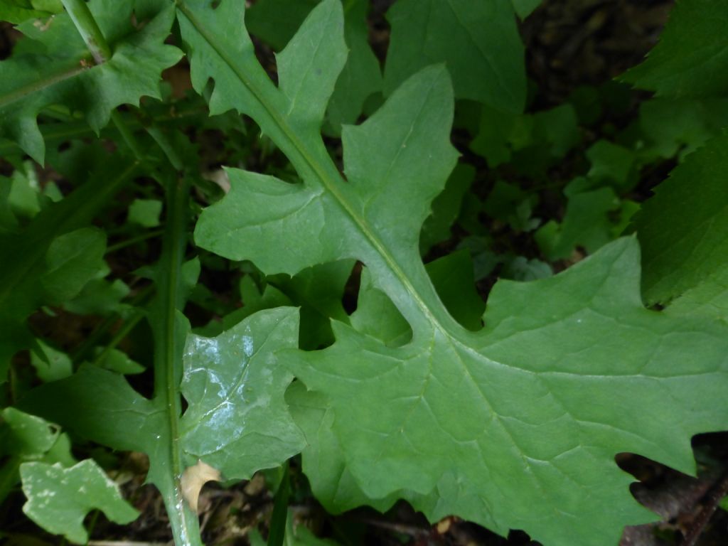 Mycelis muralis (=Lactuca muralis)