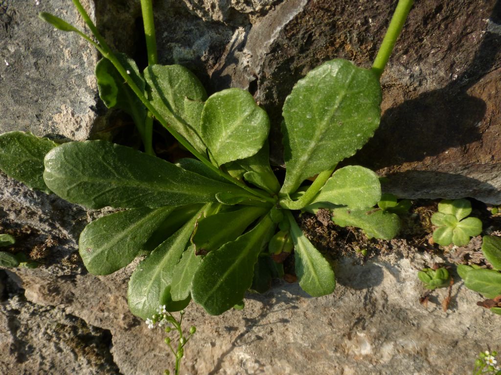 Samolus valerandi