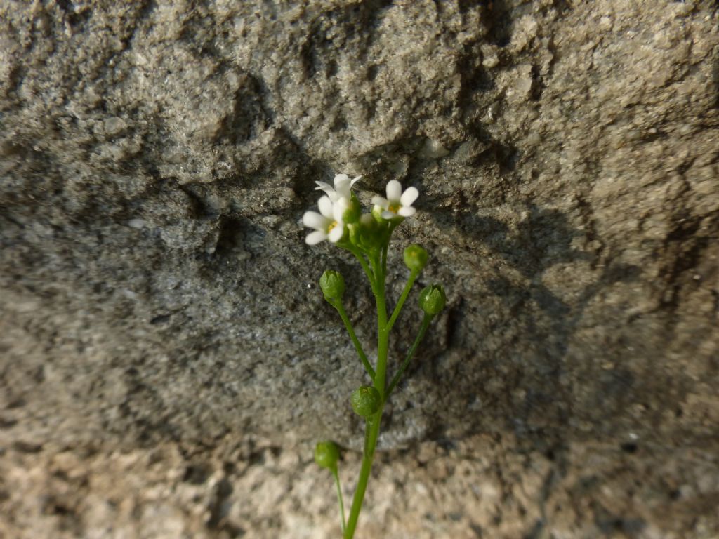 Samolus valerandi