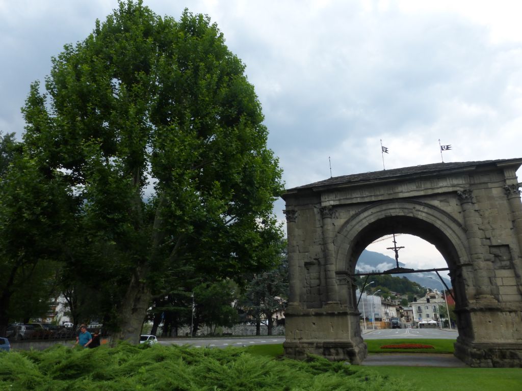 Il platano dell'' Arco di Augusto: Platanus hispanica (=Platanus acerifolia)