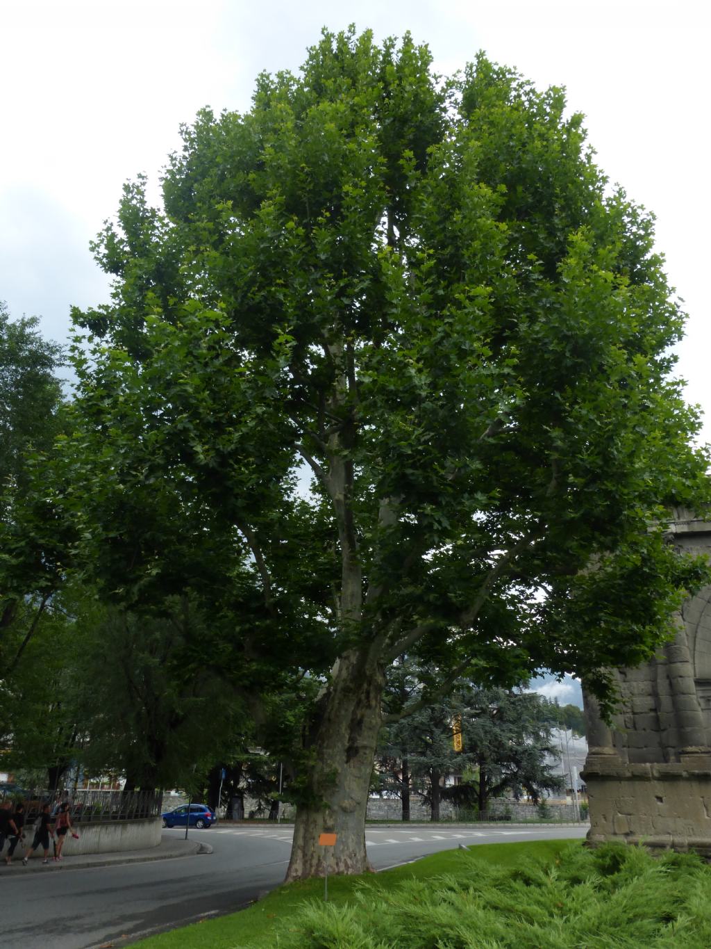 Il platano dell'' Arco di Augusto: Platanus hispanica (=Platanus acerifolia)