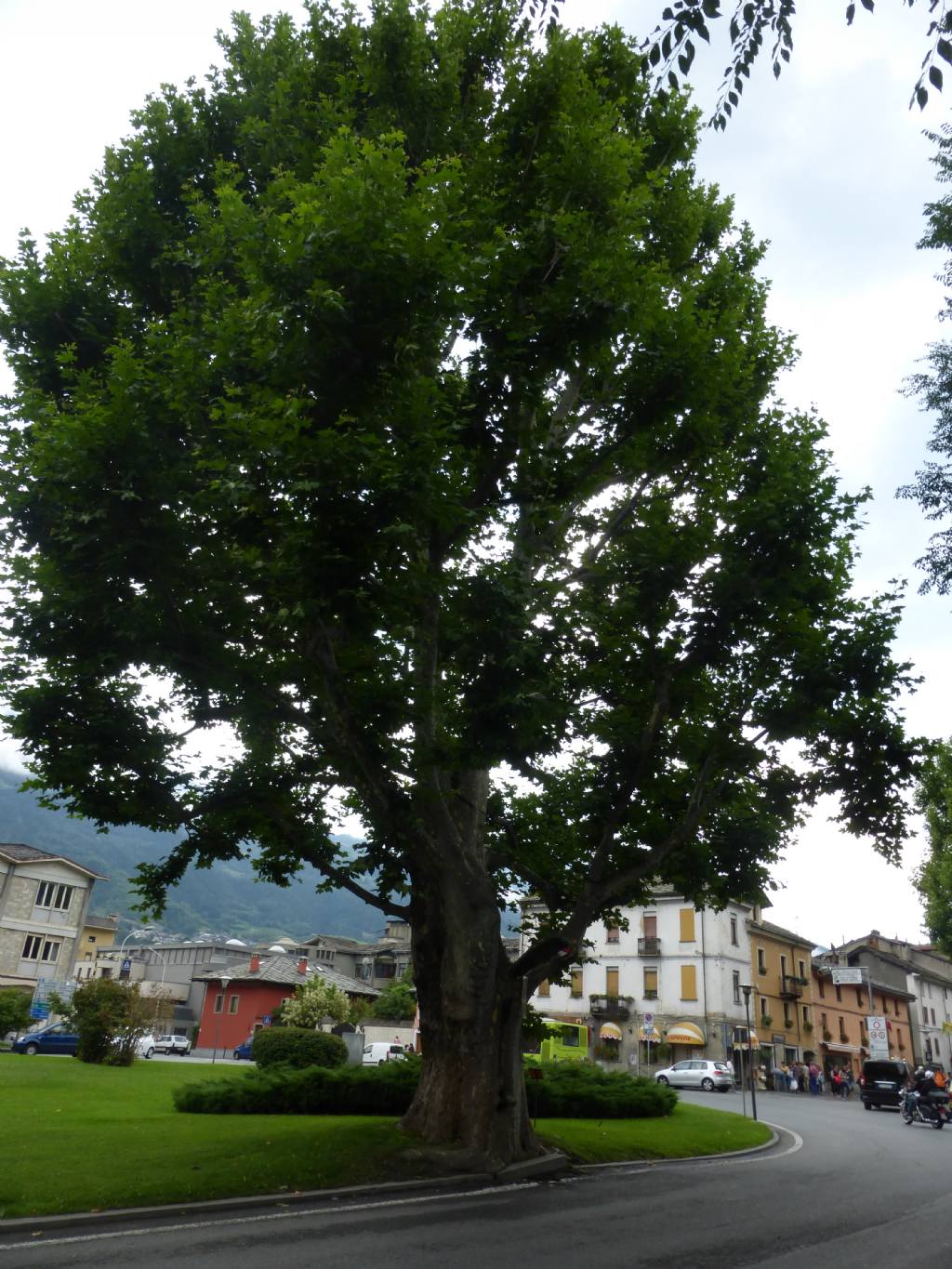 Il platano dell'' Arco di Augusto: Platanus hispanica (=Platanus acerifolia)