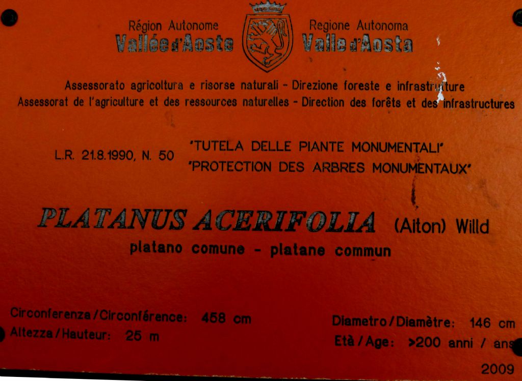 Il platano dell'' Arco di Augusto: Platanus hispanica (=Platanus acerifolia)