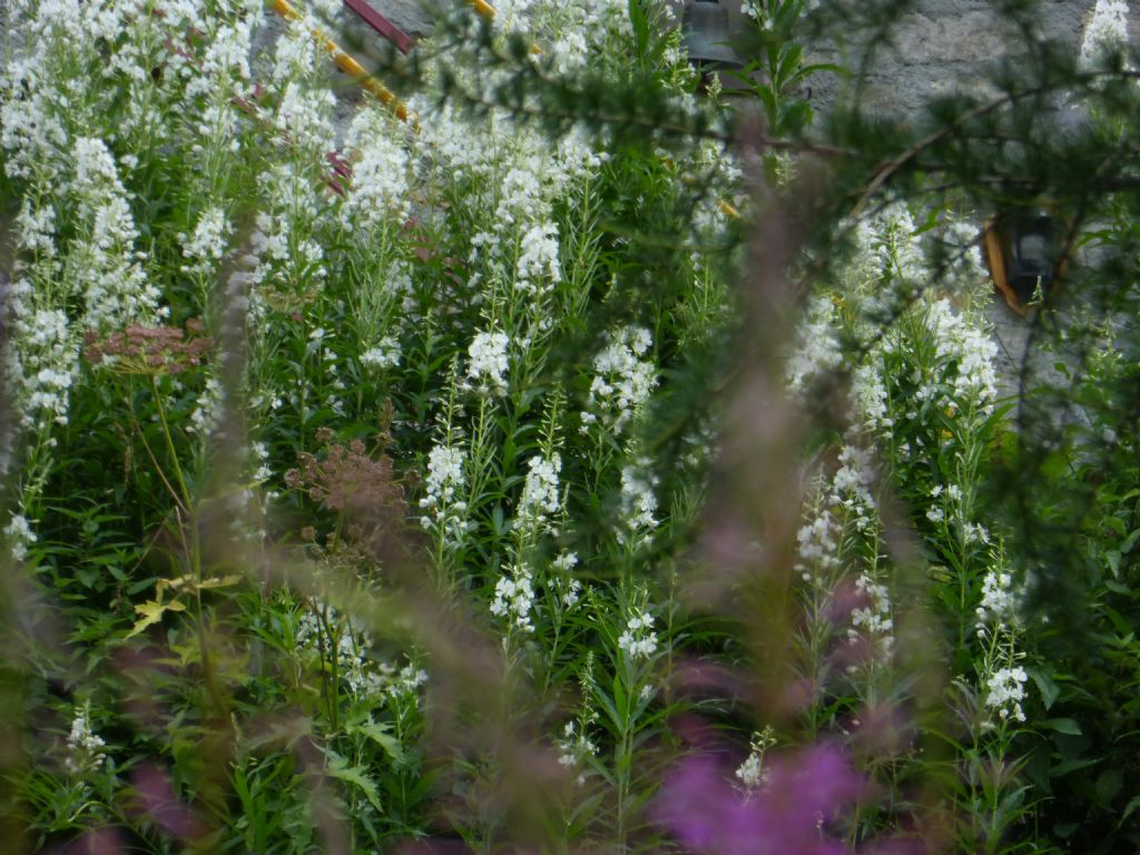 Chamaenerion angustifolium (ex Epilobium angustifolium) a fiori bianchi