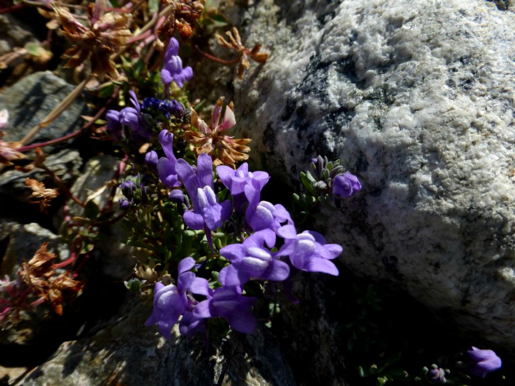 Llinaria alpina