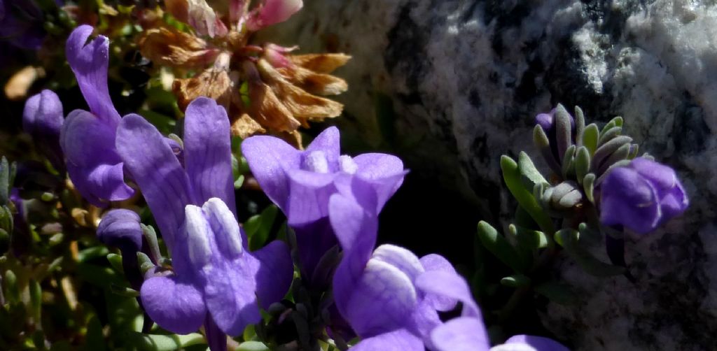 Llinaria alpina