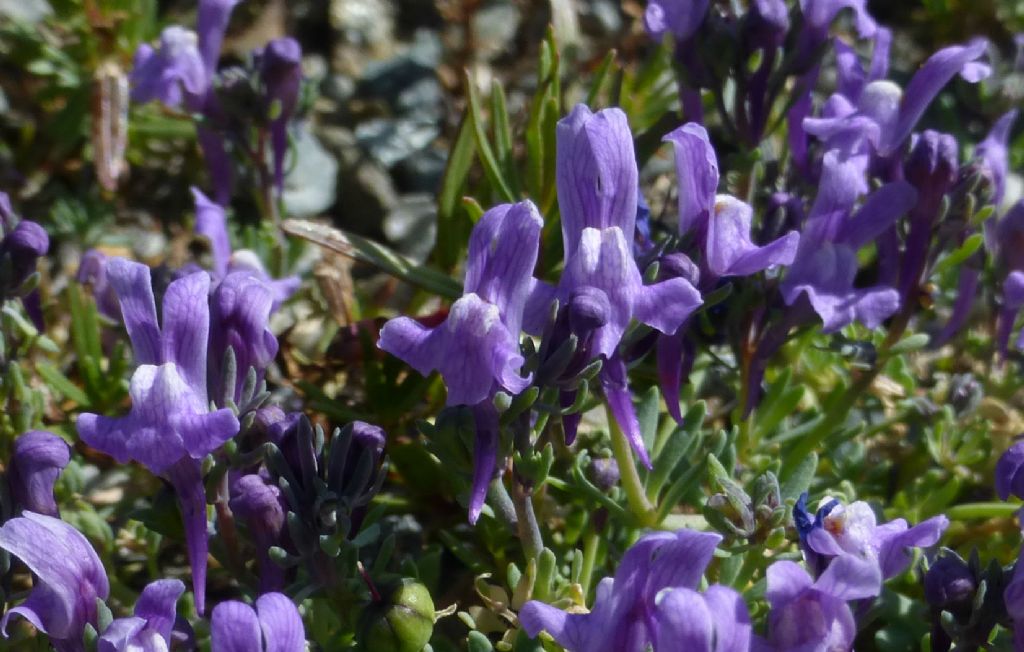 Llinaria alpina