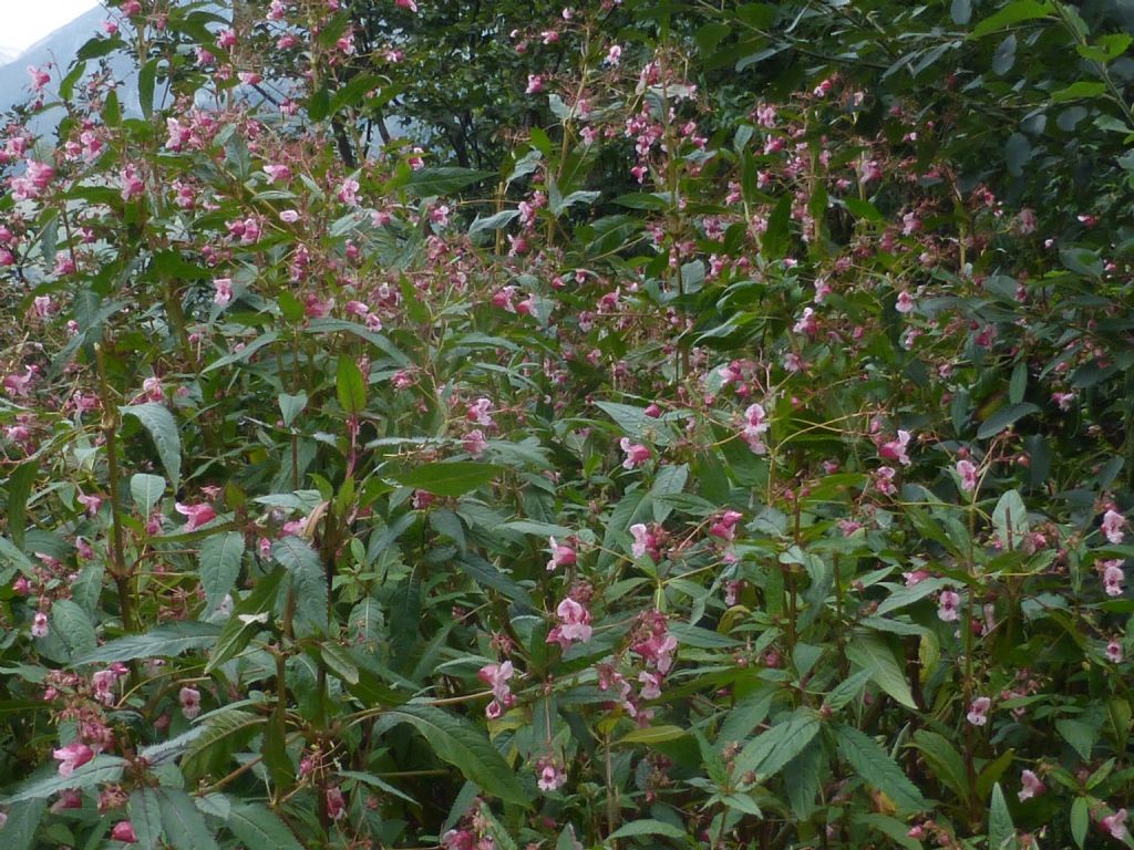 Impatiens glandulifera / Balsamina ghiandolosa