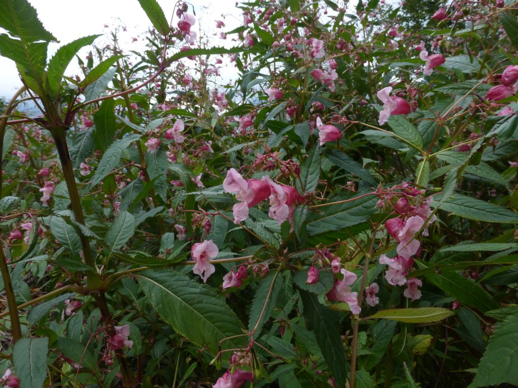 Impatiens glandulifera / Balsamina ghiandolosa