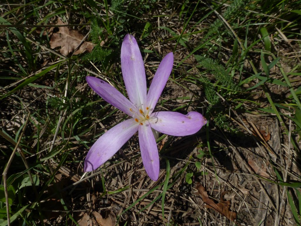 Colchicum autumnale