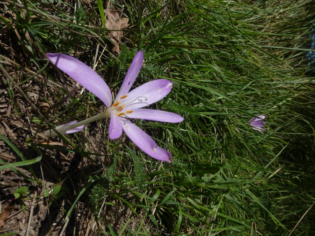 Colchicum autumnale