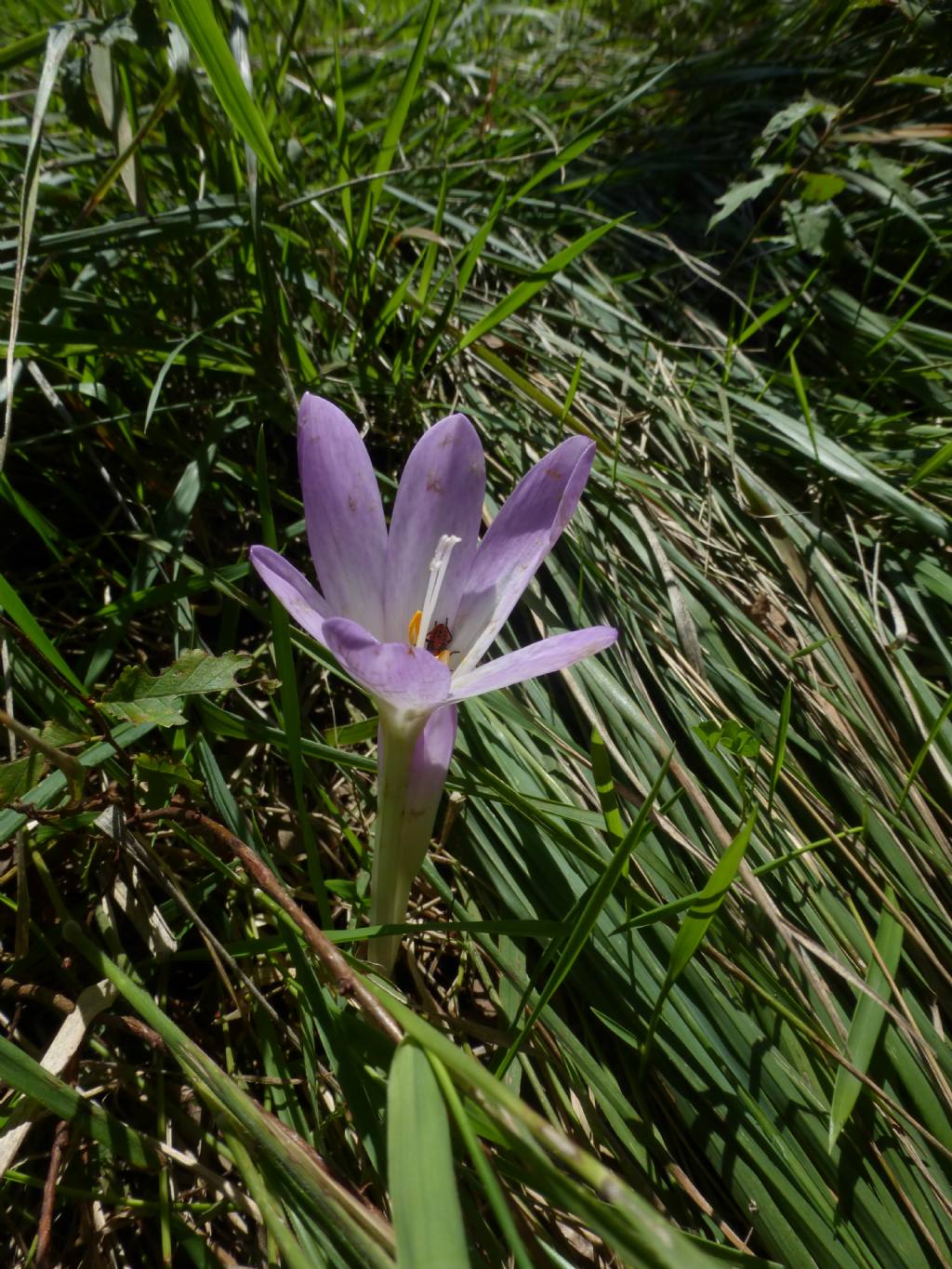 Colchicum autumnale