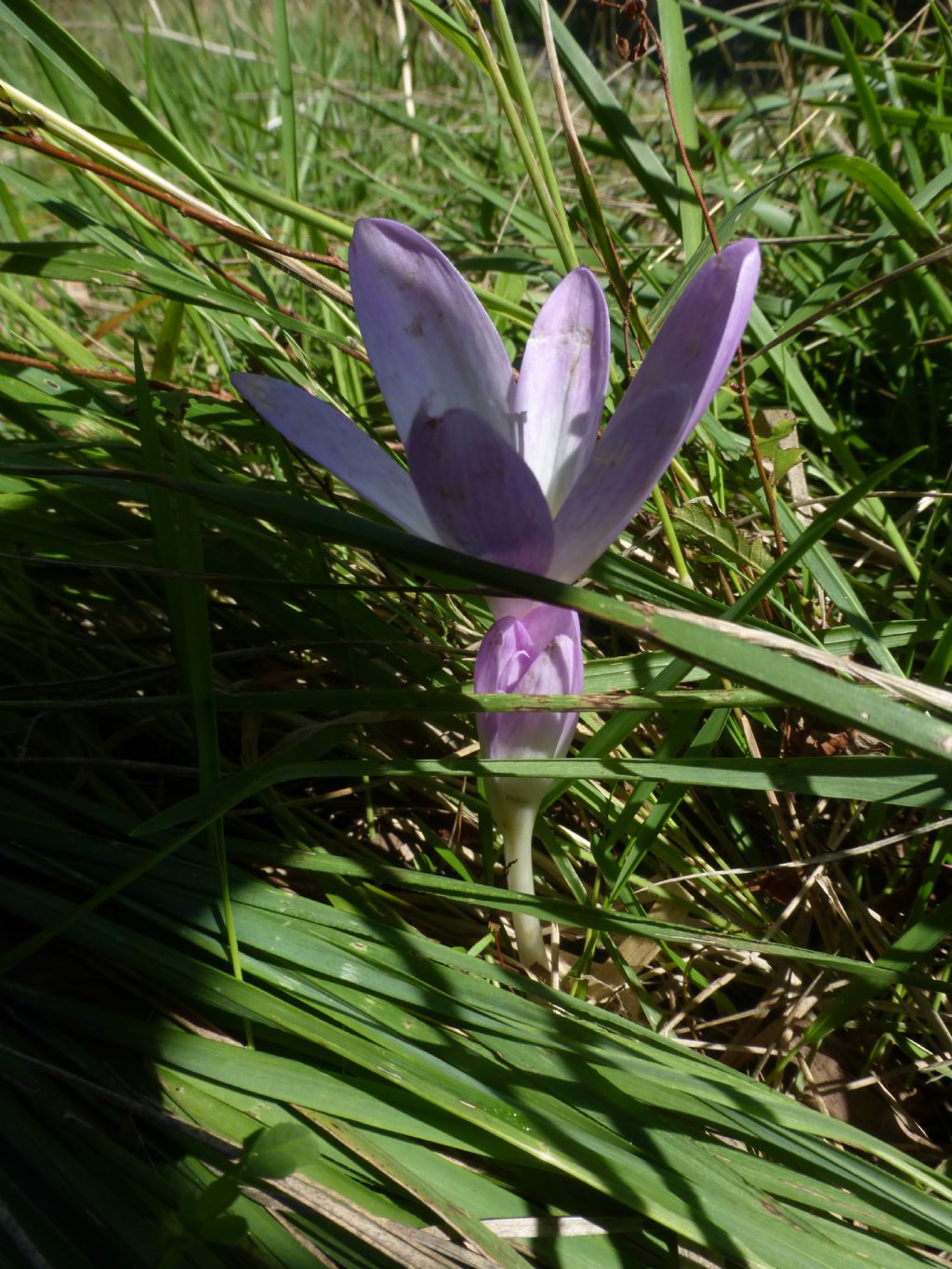 Colchicum autumnale