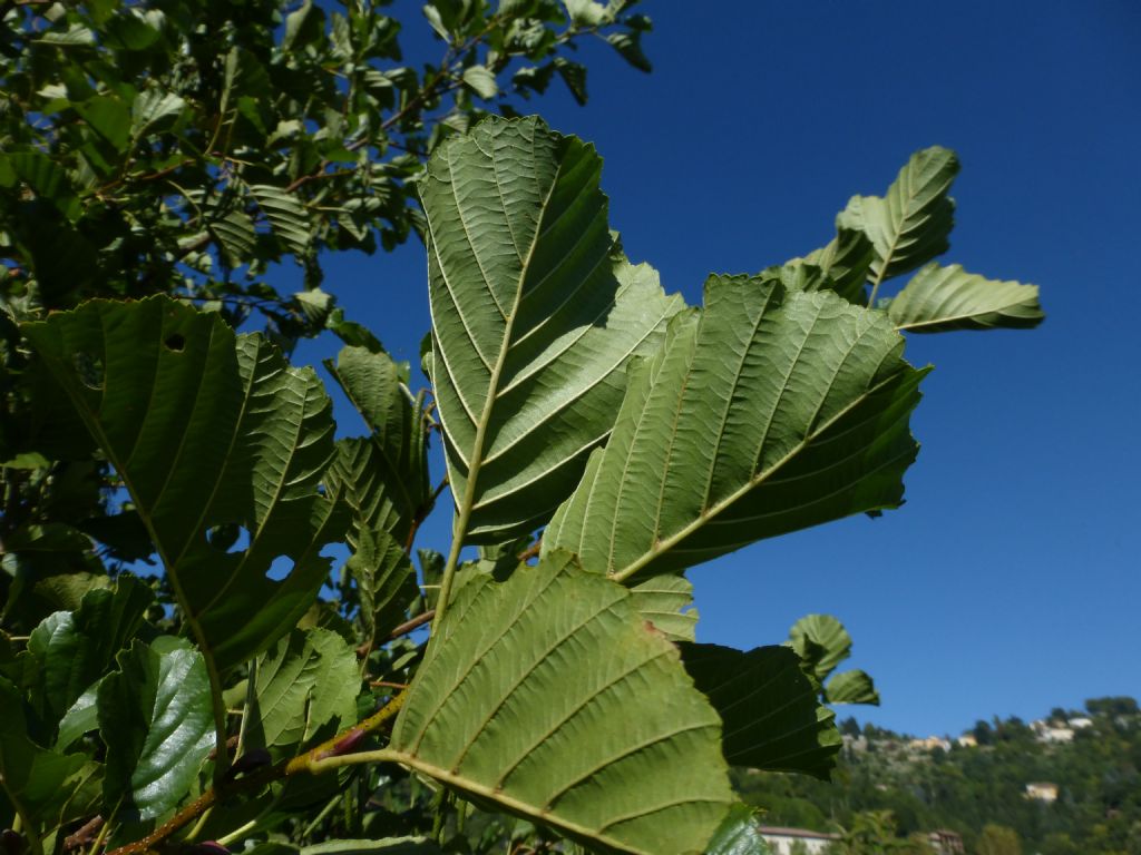 Alnus glutinosa / Ontano nero