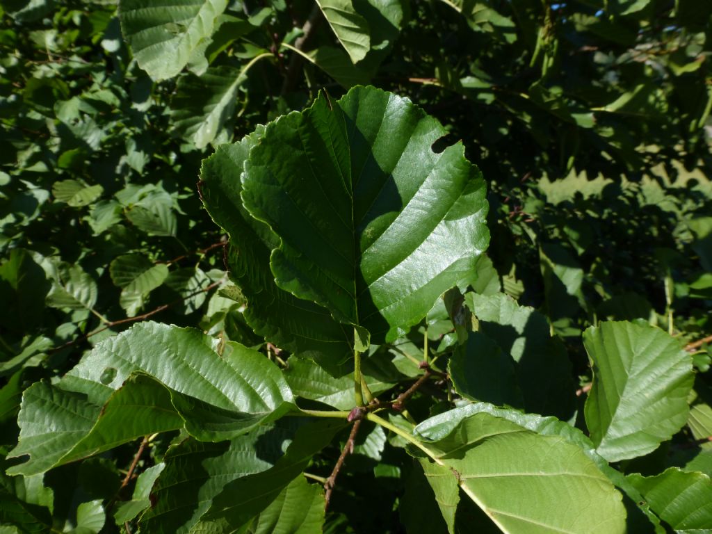 Alnus glutinosa / Ontano nero