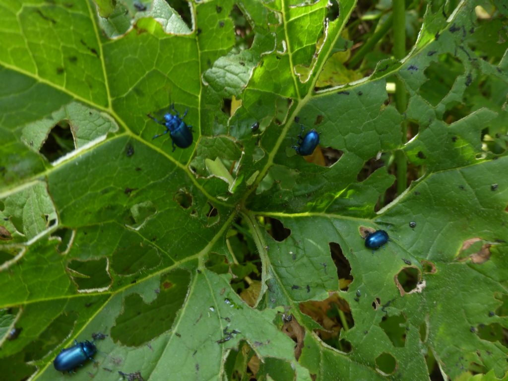 Oreina cacaliae senilis (Chrysomelidae)