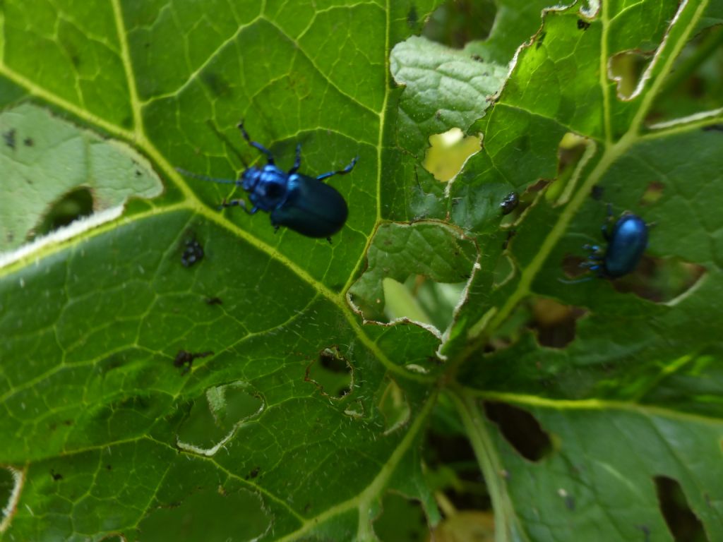 Oreina cacaliae senilis (Chrysomelidae)