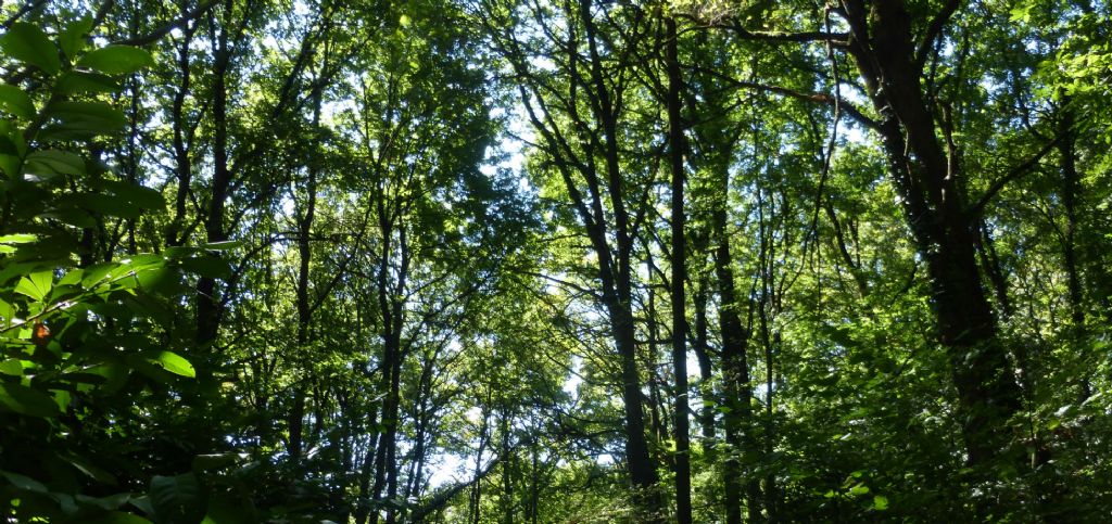 una passeggiata in Val d''Astino