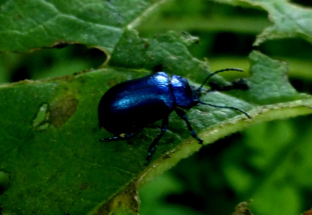 Oreina cacaliae senilis (Chrysomelidae)