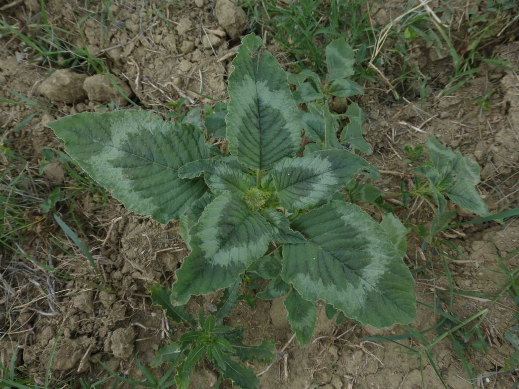 Amaranthus retroflexus  / Amaranto comune