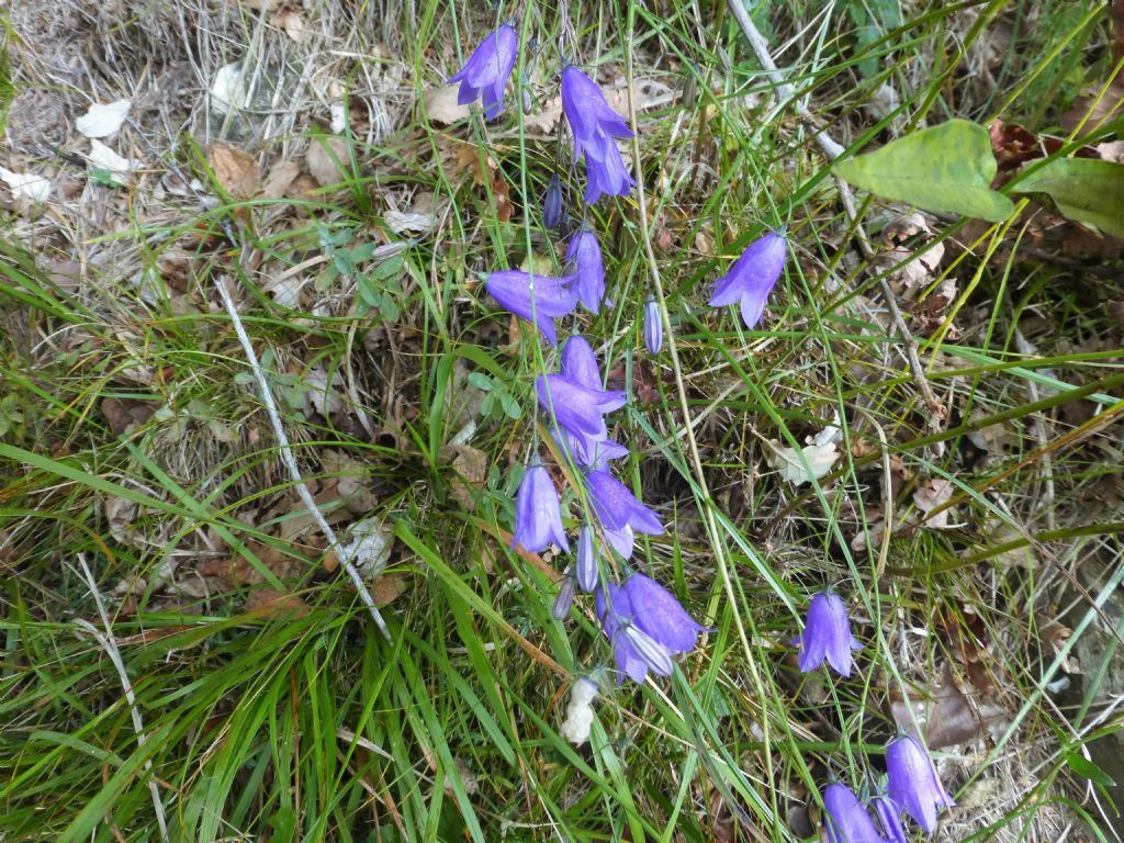 Campanula scheuchzeri?