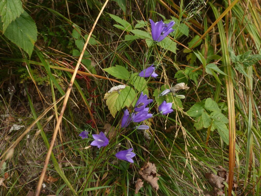 Campanula scheuchzeri?