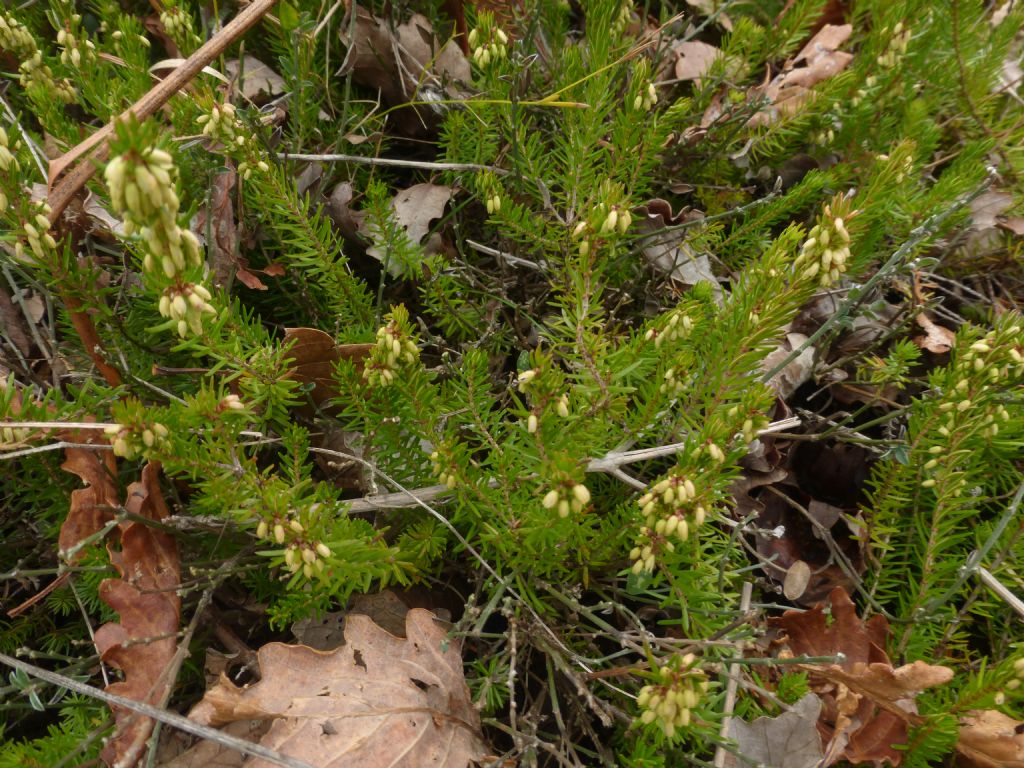 Erica carnea?