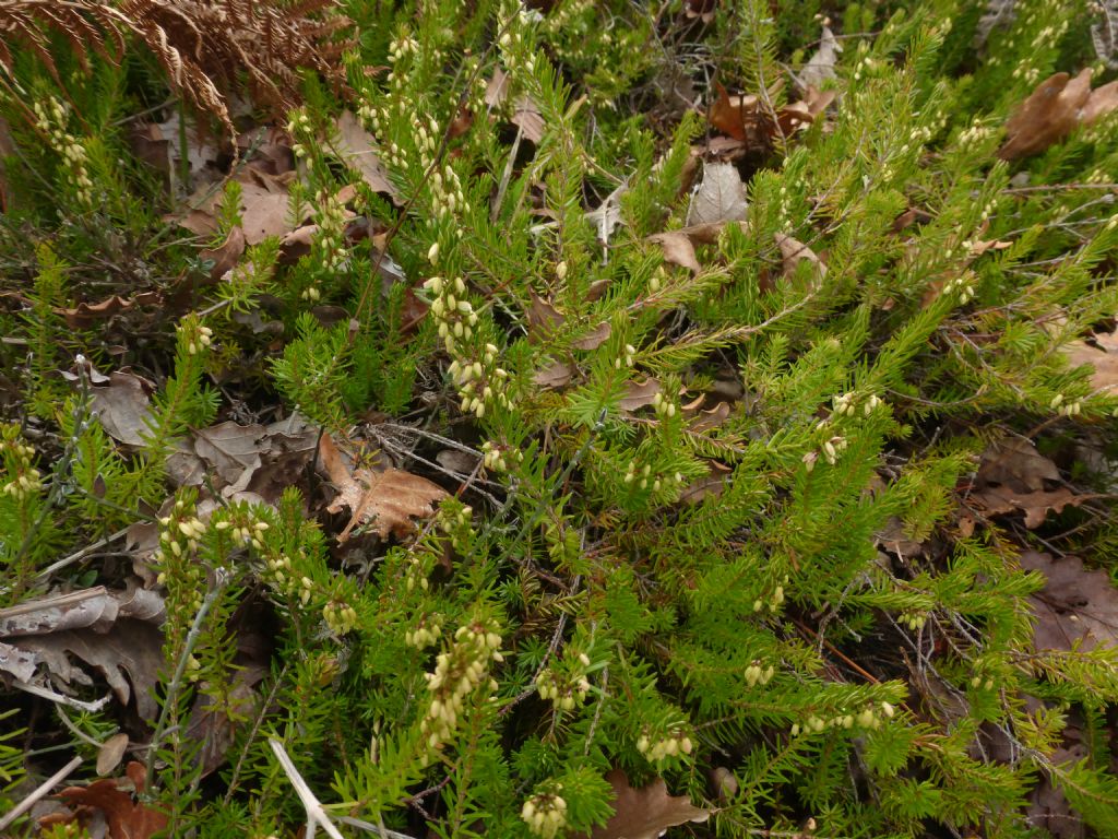 Erica carnea?