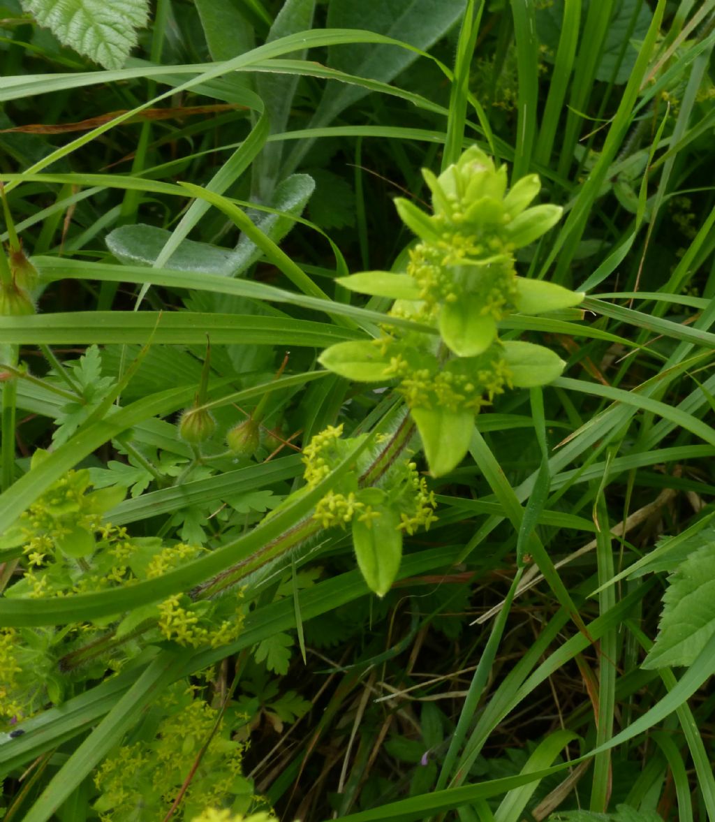 Rubiaceae - Cruciata laevipes