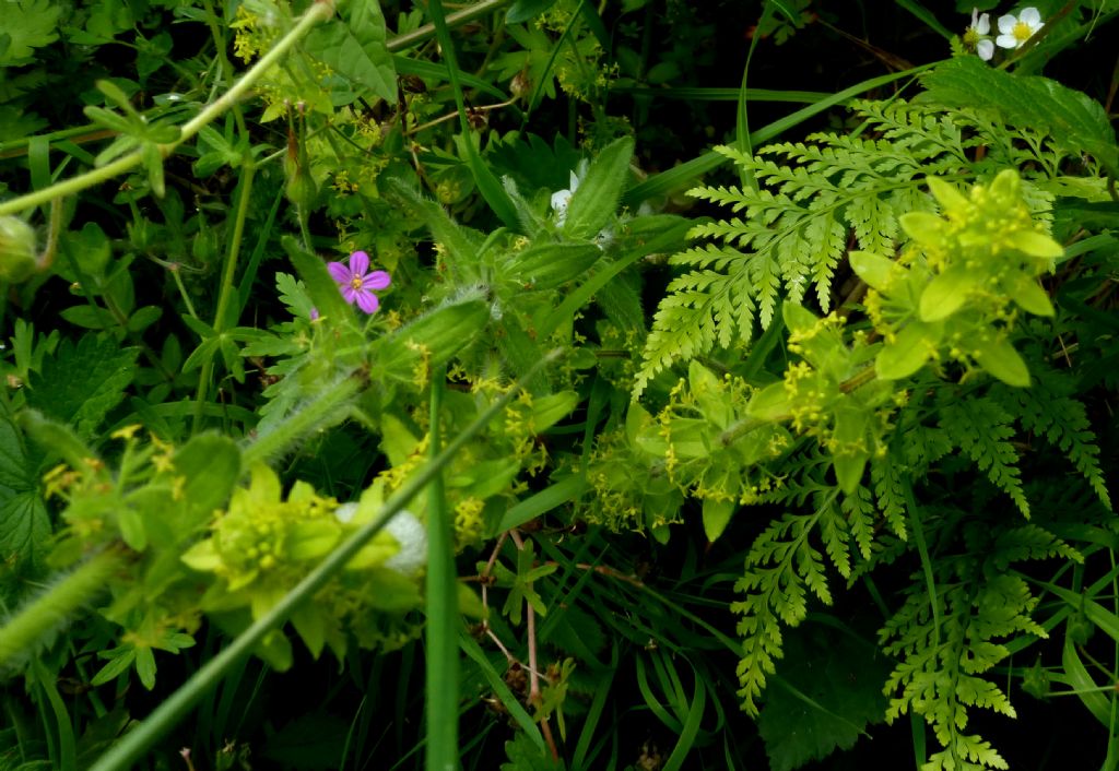 Rubiaceae - Cruciata laevipes