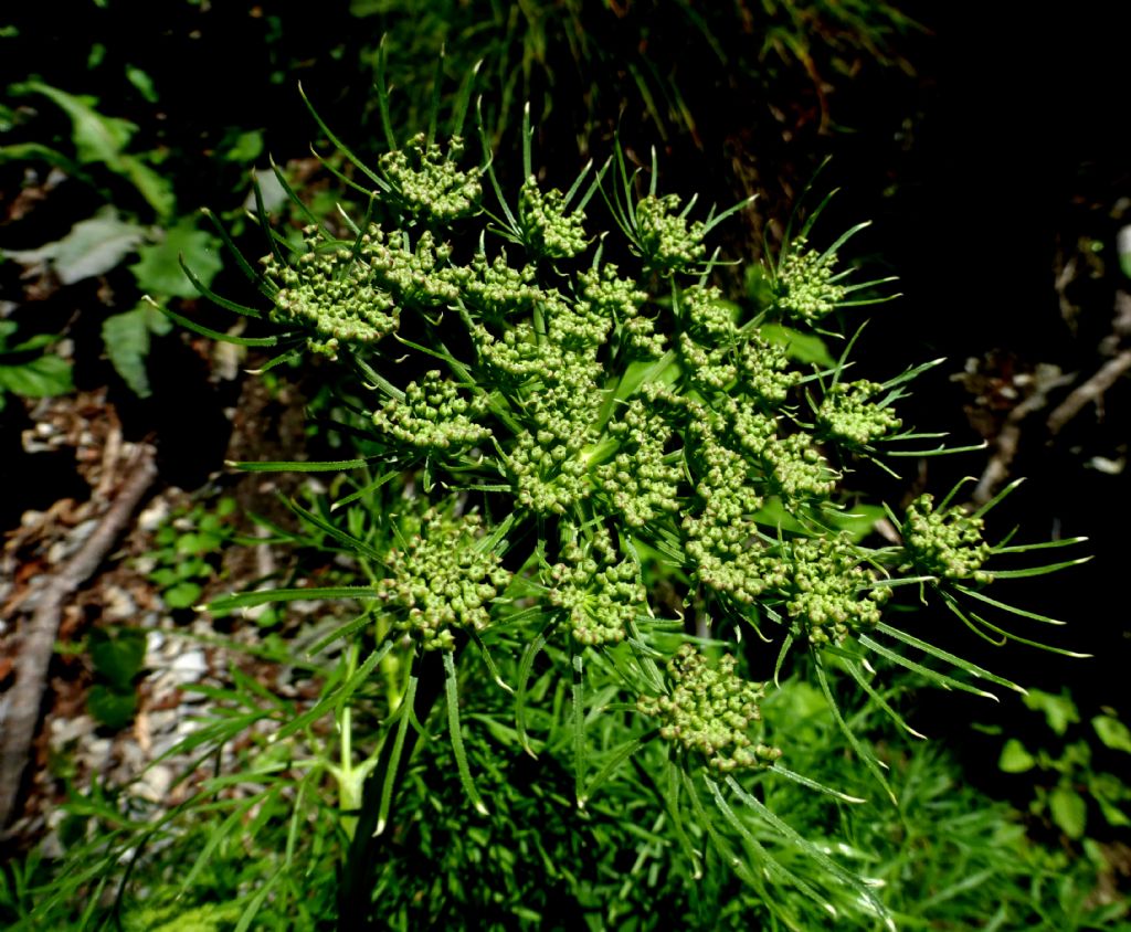 Apiacea della Valcamonica - Ammi visnaga (=Visnaga daucoides)