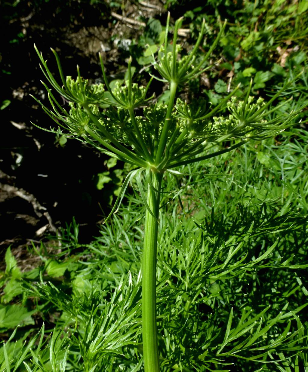 Apiacea della Valcamonica - Ammi visnaga (=Visnaga daucoides)