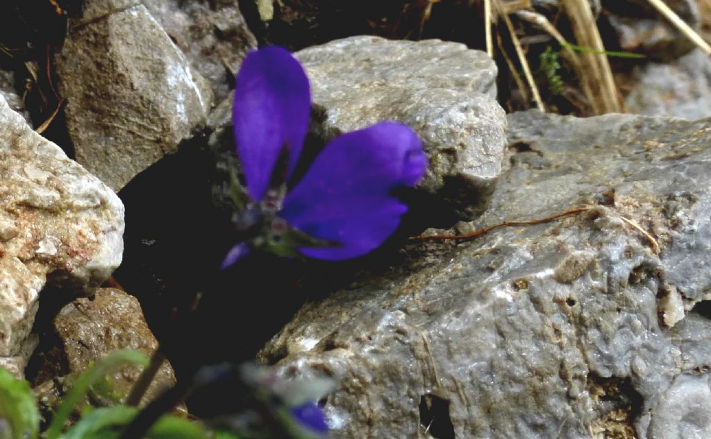 Viola di Duby