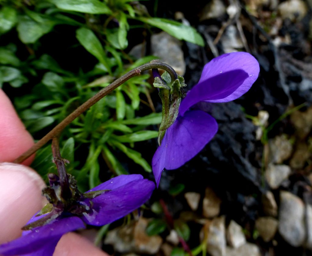 Viola di Duby