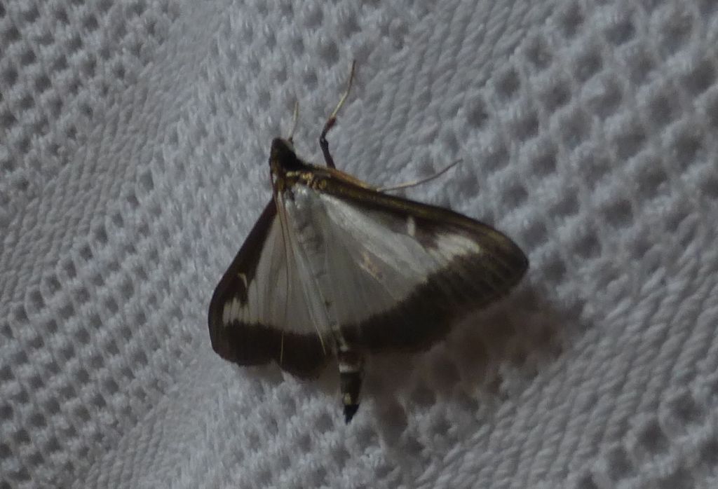 Farfalla notturna in casa - Cydalima perspectalis, Crambidae