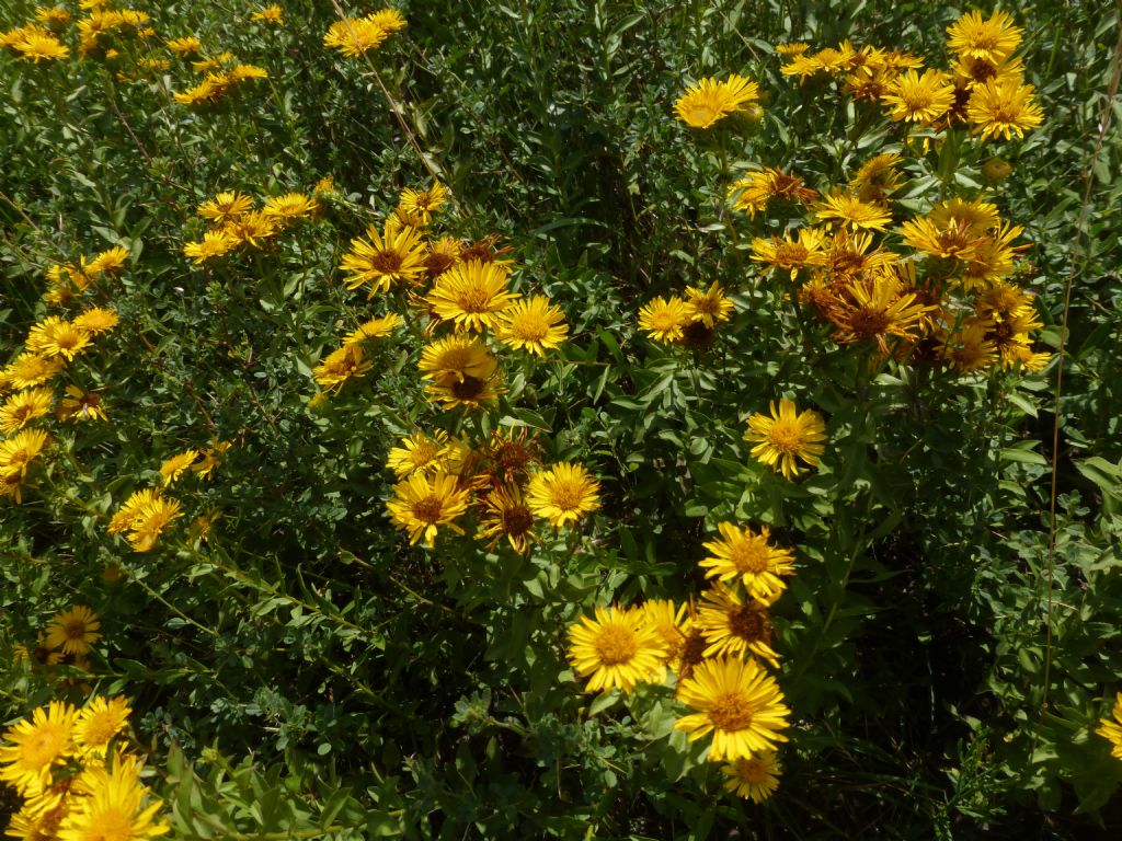 Inula spiraeifolia