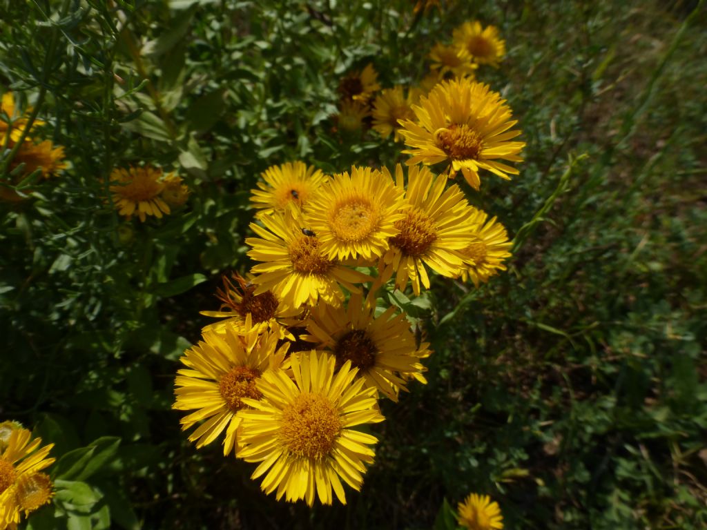 Inula spiraeifolia