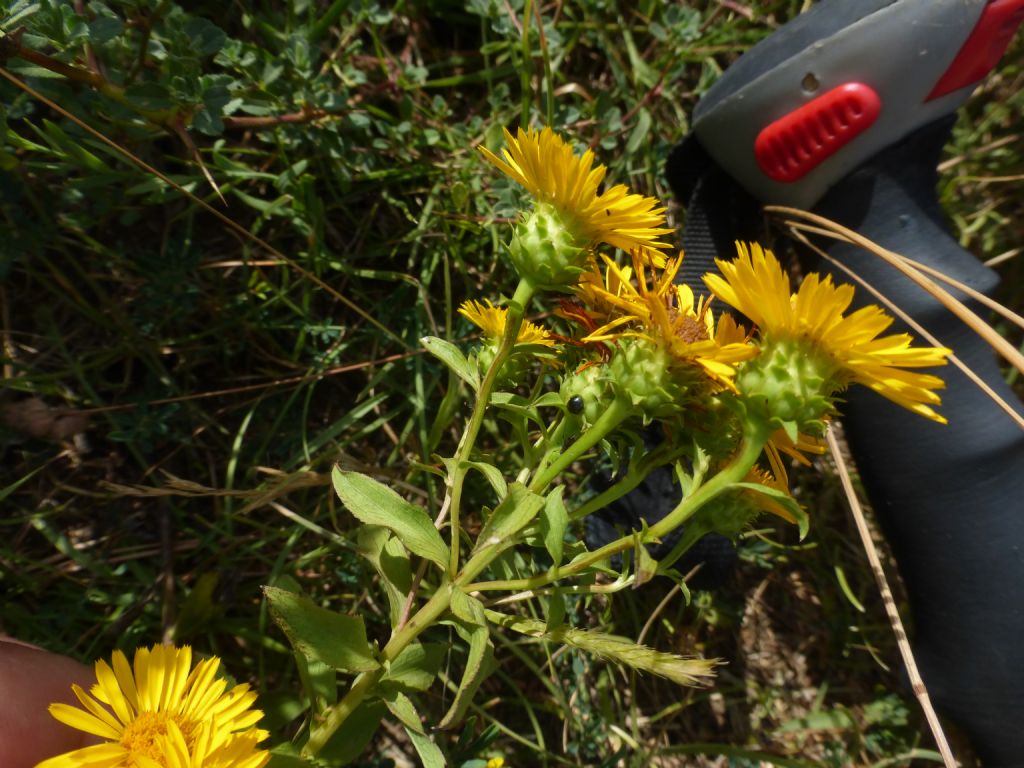 Inula spiraeifolia