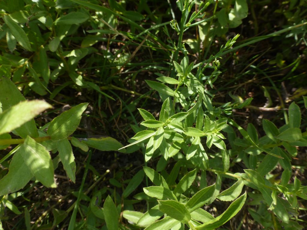Inula spiraeifolia
