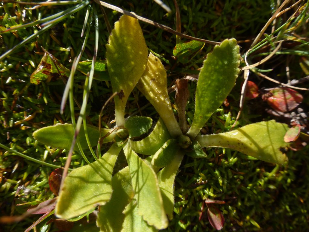 primule fiorite in Val Camonica