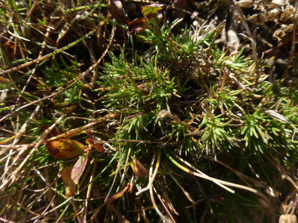 Altra pianta sul monte Pagano (BS) - Minuartia cfr verna