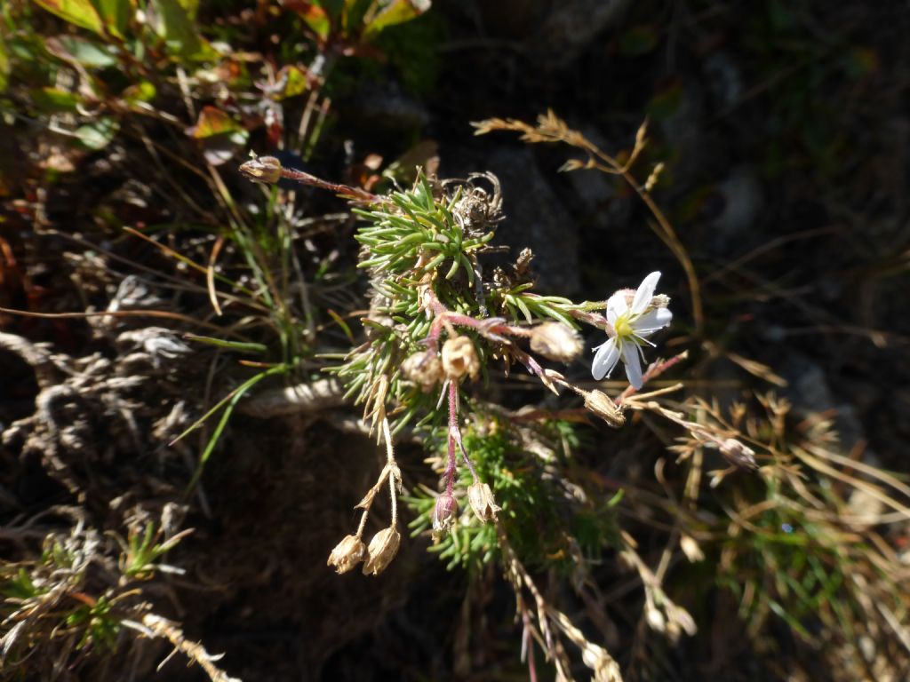 Altra pianta sul monte Pagano (BS) - Minuartia cfr verna