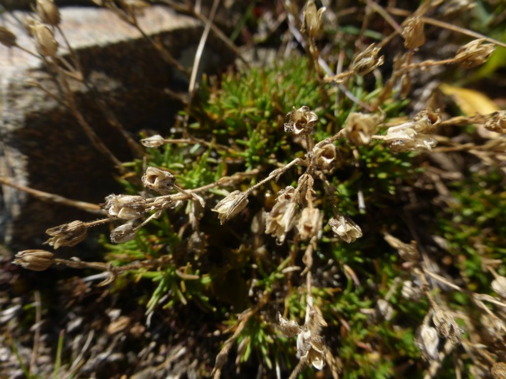 Altra pianta sul monte Pagano (BS) - Minuartia cfr verna