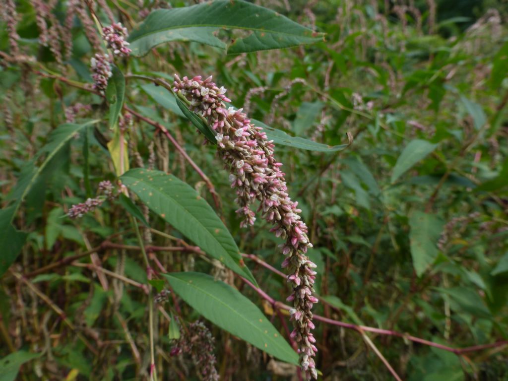 Persicaria maculosa?