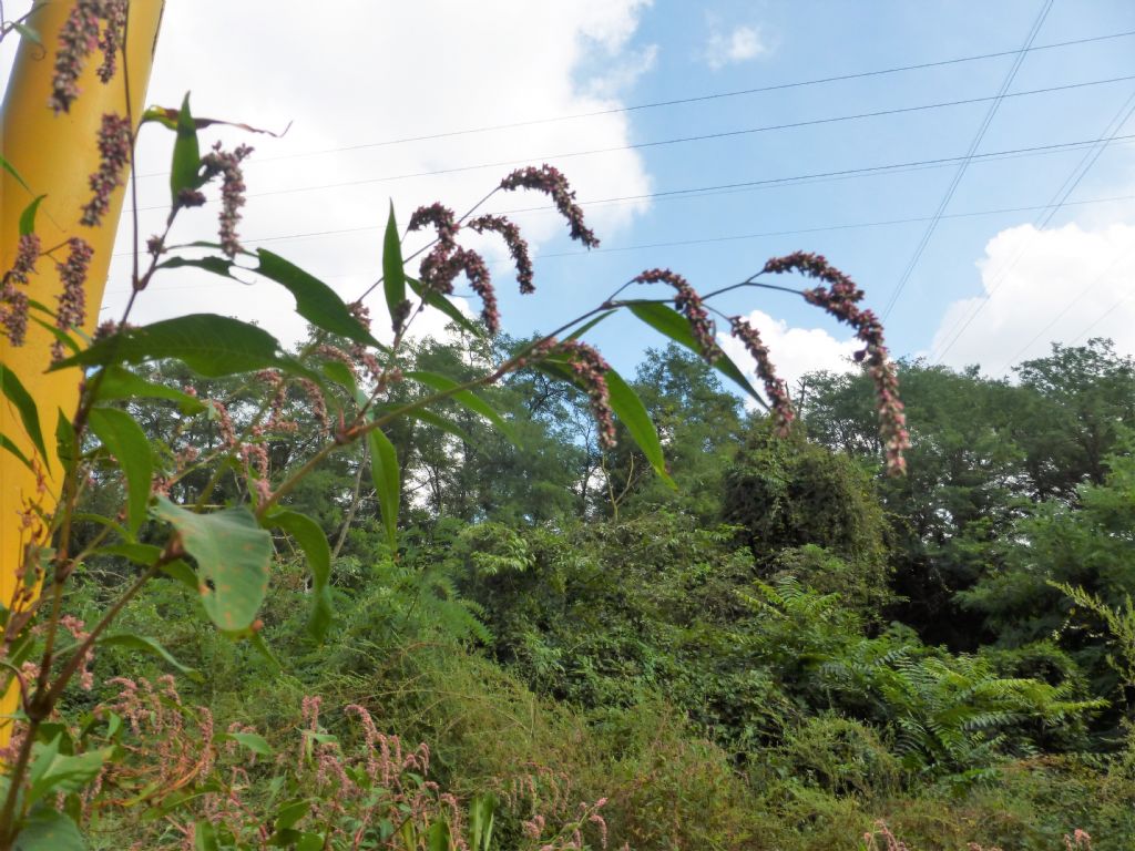 Persicaria maculosa?