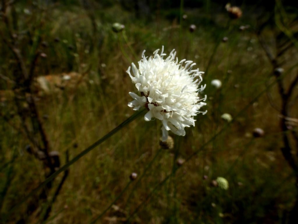Cephalaria leucantha / Vedovina a teste bianche